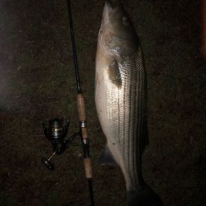 Meet your Posher, Ross